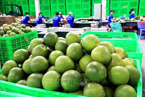 Thúc đẩy kí kết Nghị định thư, rút ngắn thời gian xuất khẩu quả bưởi và bơ sang Trung Quốc