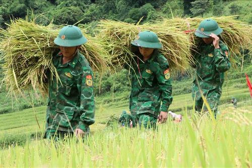 Mùa gặt ở A Lưới