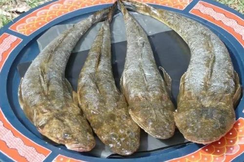 Cá chai - món ăn 'nhà nghèo' nay thành đặc sản trên bàn tiệc