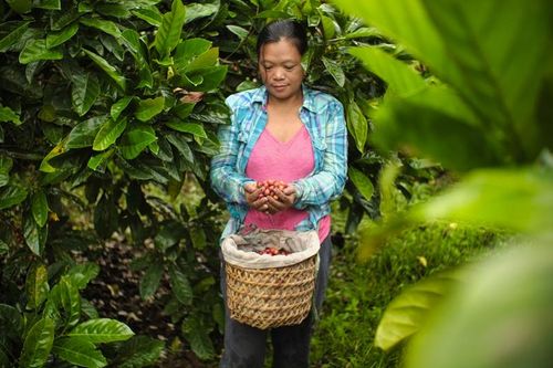 Giải bài toán chuỗi cung ứng cà phê trong bối cảnh biến đổi khí hậu