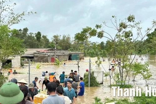 Ngành chăn nuôi thiệt hại lớn do mưa bão