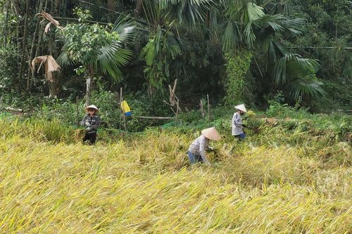 Nông dân xã Thanh Quân 'cứu' lúa sau bão