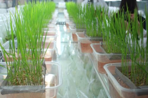 Các nhà khoa học Việt Nam làm chủ công nghệ chỉnh sửa gen