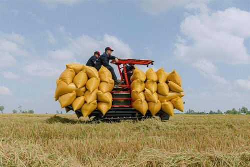 Nông nghiệp An Giang chuyển mình - Bài 1: Hành trình từ vựa lúa đến khẳng định thương hiệu lúa gạo An Giang