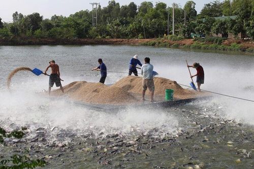 Châu Phú phát triển vùng nuôi thủy sản công nghệ cao