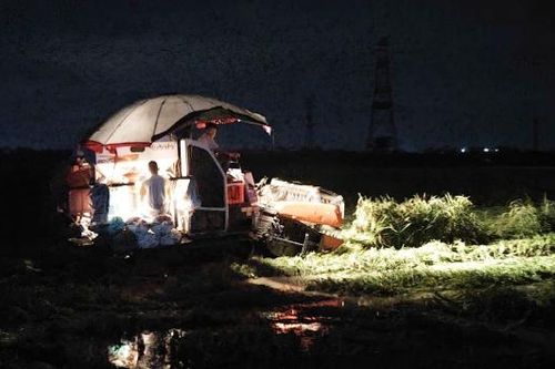 Bắc Ninh: Nông dân vùng ven sông Cầu sáng đèn gặt lúa trong đêm
