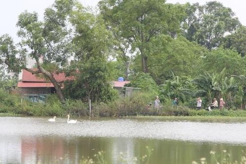 Xuất hiện đôi chim thiên nga tại khu vực hồ nước phường Bồng Lai (Bắc Ninh)