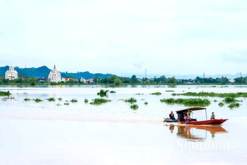 Ninh Bình chủ động ứng phó lũ thượng nguồn sông Hoàng Long