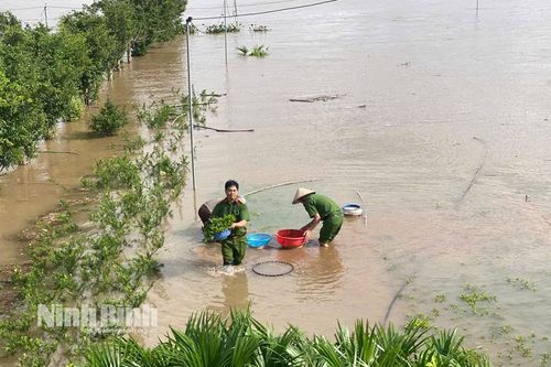 Ảnh hưởng bão số 10, nhiều khu vực ven sông trên địa bàn tỉnh bị ngập, đe dọa diện tích hoa màu và tài sản