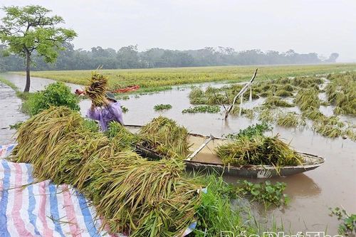 Khẩn trương bơm tiêu úng, cứu lúa vụ mùa