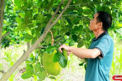 Đổi thay từ những mô hình kinh tế hiệu quả