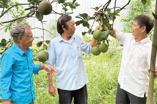 Những 'mùa xanh' mới của người cao tuổi