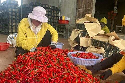 Thất thoát sau thu hoạch, Việt Nam đang lãng phí 4 tỷ USD mỗi năm