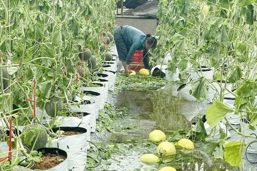 Nông nghiệp sau cơn bão số 10 và kế hoạch tái thiết khẩn cấp