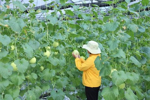 Mở rộng chính sách thu hút doanh nghiệp đầu tư