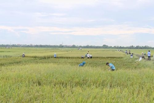 Hà Nội giảm thiểu thiệt hại nông nghiệp sau bão số 10