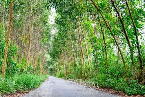Cây xóa nghèo ở U Minh Hạ