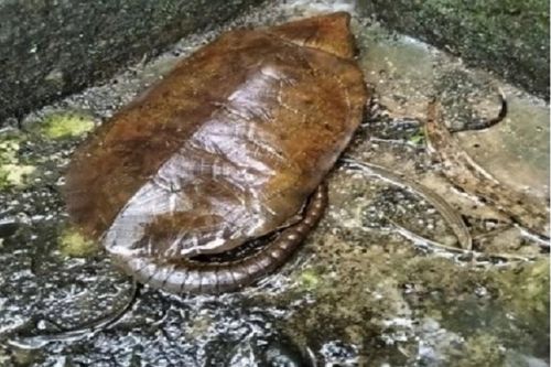 Rùa đầu to cực hiếm bò vào nhà dân ở Quảng Ngãi