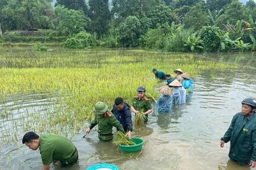 Lực lượng vũ trang giúp dân gặt lúa chạy lũ
