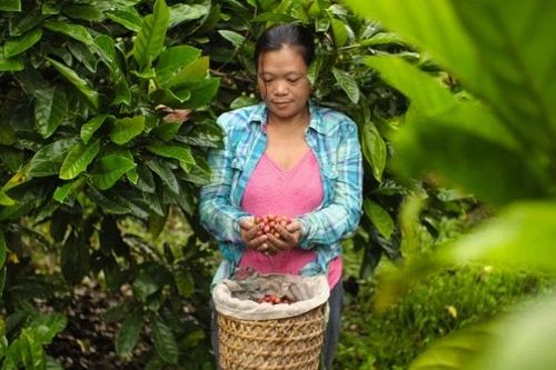 75 triệu USD hỗ trợ nông hộ nhỏ trồng cà-phê tại khu vực châu Á-Thái Bình Dương
