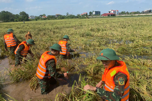 Cán bộ, học viên Trường Sĩ quan Đặc công giúp dân gặt lúa