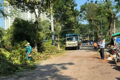 Vụ cây xanh bật gốc làm 2 người bị thương ở phường Đông Hòa, TPHCM: Dọn dẹp hiện trường, cảnh báo người dân khi lưu thông