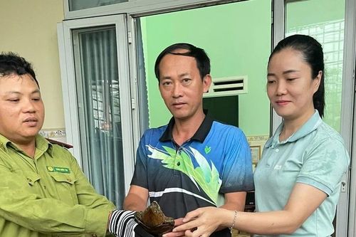 Quảng Ngãi thả rùa đầu to về tự nhiên: Loài quý hiếm, ưu tiên bảo vệ!