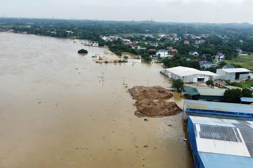 Lũ sông Lô dâng cao 'chóng mặt', người dân Phú Thọ lùa lợn đi tránh lũ