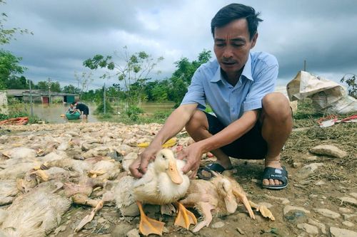 Vớt xác vịt mỏi tay, lão nông ở Thanh Hóa mất trắng 2 tỷ đồng