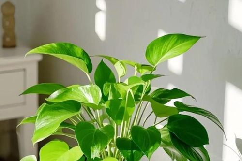 Cách trồng và ý nghĩa phong thủy của cây trầu bà
