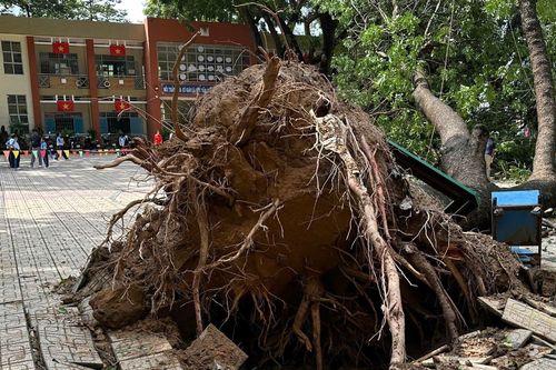 Cây xà cừ hơn 20 năm tuổi đổ giữa sân trường, nhiều phụ huynh lo lắng