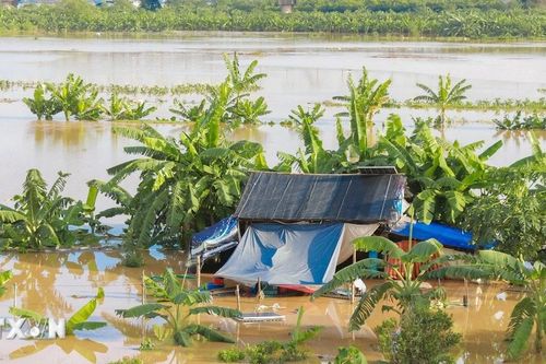 Hà Nội: Gần 6.500ha lúa, rau màu và cây ăn trái thiệt hại do bão số 10