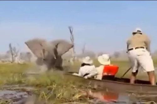 CLIP: Voi dữ làm lật thuyền, 4 du khách thoát chết trong gang tấc