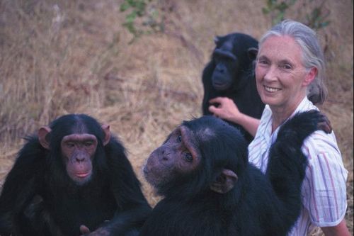 Jane Goodall - Một cuộc đời khác biệt lớn lao