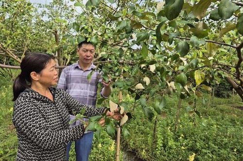 Bắc Ninh: Xây dựng bản đồ nông hóa cho vùng cây ăn quả trọng điểm