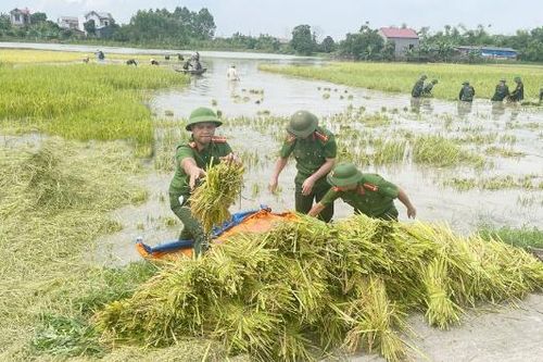 Chong đèn gặt lúa đêm