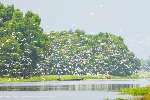 Hành trình đưa đàn sếu trở về