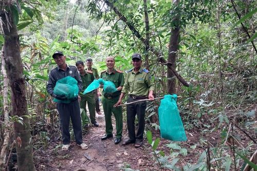 Gia Lai quyết liệt ngăn chặn phá rừng