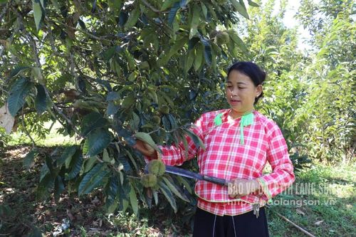 Hạt dẻ đắt nhờ kỹ thuật