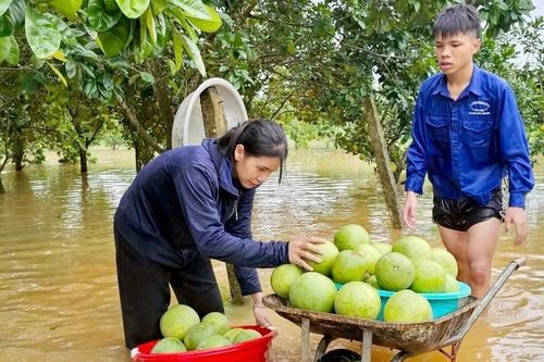 Thác Bà: Hơn 150 ha bưởi đặc sản Đại Minh vào vụ thu hoạch bị ngập sâu trong nước