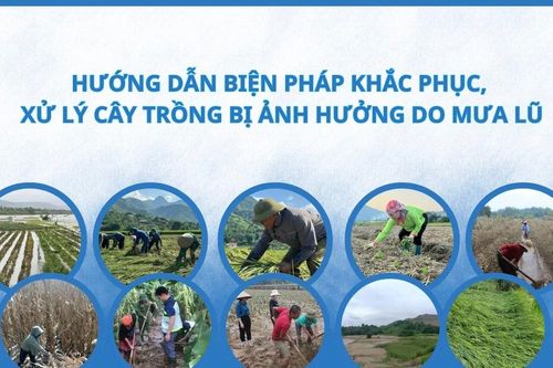 Hướng dẫn biện pháp khắc phục, xử lý cây trồng bị ảnh hưởng do mưa lũ