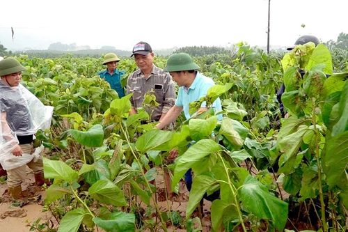 Lào Cai: Nhiều diện tích dâu tằm chịu thiệt hại nặng sau mưa lũ
