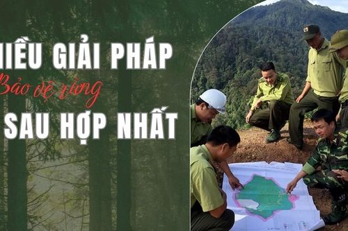 Nhiều giải pháp bảo vệ rừng sau hợp nhất