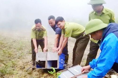Tái thả động vật hoang dã vào Vườn Quốc gia Tam Đảo