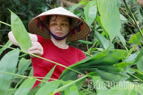 Hái lá ra tiền