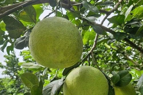 Những vườn bưởi sung sức nhờ áp dụng IPHM