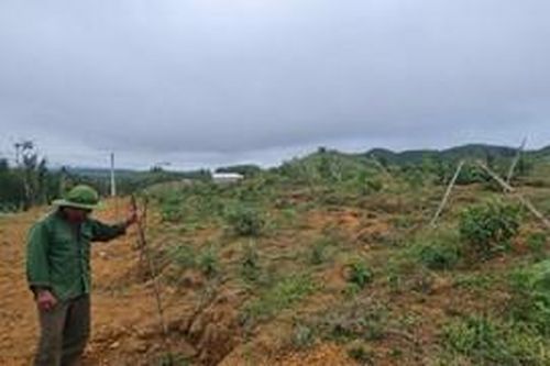 Doanh nghiệp hỗ trợ kinh phí và tiếp tục thực hiện dự án trồng cây dược liệu ở A Lưới