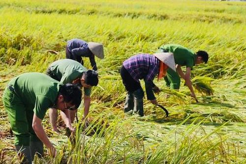 Hà Nội: Công an, bộ đội xuống đồng gặt lúa giúp dân sau mưa bão