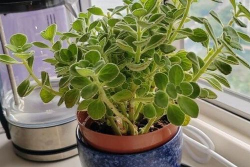 Cây cảnh đuổi muỗi cực đỉnh, lại được ví như 'mèo Thần Tài' nhưng nay bị nhiều người cho vào danh sách đen vì 4 lý do