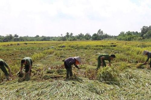 Công an xã Ô Diên xuống đồng giúp dân gặt lúa